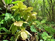 77 Elleborus niger (Elleboro) in avanzata fruttescenza 